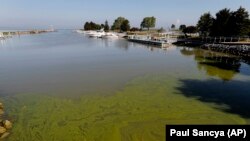 Algae floats in the water at the Maumee Bay State Park marina in Lake Erie in Oregon, Ohio.