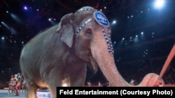 Elephants performing in the Ringling Bros. and Barnum & Bailey Circus traveling shows will be retired in May, the parent company says. 