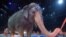 Elephants performing in the Ringling Bros. and Barnum & Bailey Circus traveling shows will be retired in May, the parent company says. 