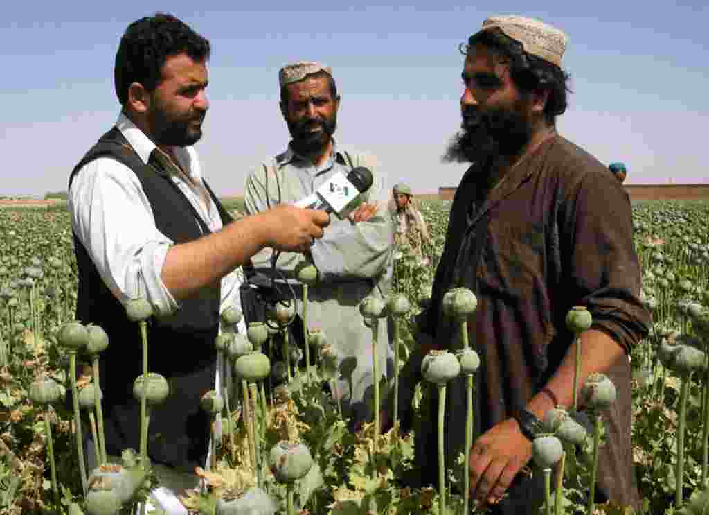 Reporting on poppy cultivation in Afghanistan