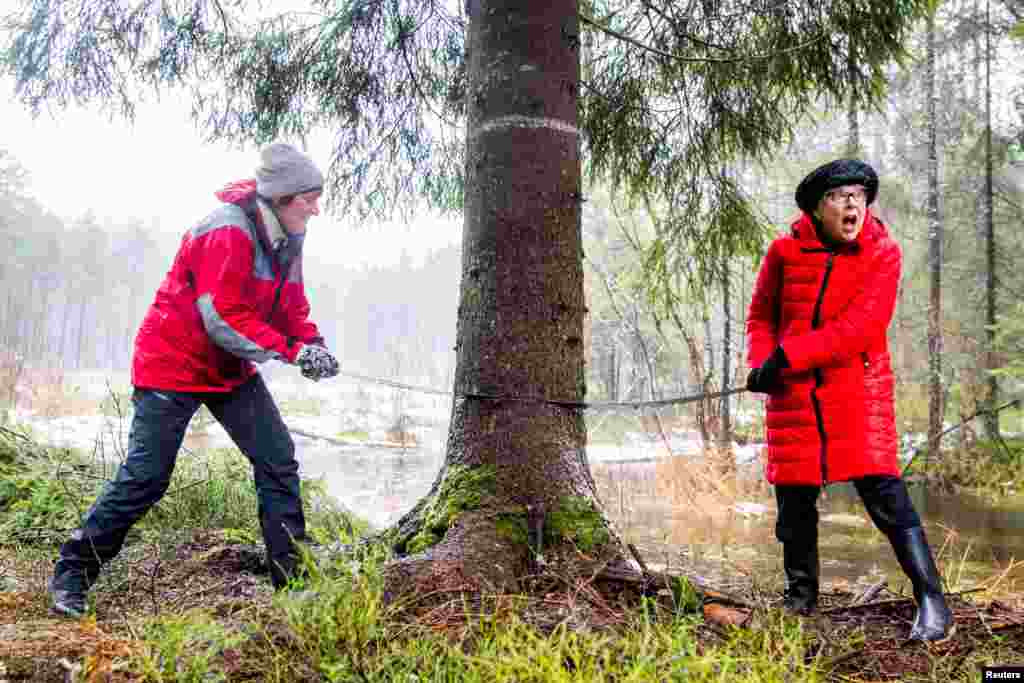 Mayor of Oslo Marianne Borgen and Lord Mayor of Westminster, Councilor Ruth Bush, saw through a tree that will stand at Trafalgar Square in London for Christmas, in Olso, Norway.