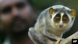 Loris, hewan nokturnal yang berkerabat dekat dengan lemur. (Foto: Dok)