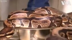 Նիգերիայի բնակիչը փրկում է օձերին