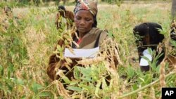 Des femmes sélectionnant ds variétés de légumineuses au Kenya