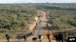 Un troupeau de bétail marche dans la vallée du Grand Rift près de la ville de Narok, à 150 km de la capitale Nairobi, le 19 janvier 2008.