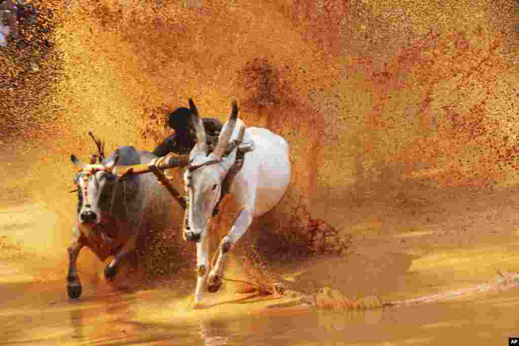 A contestant bites the tail of one of the bulls to make it run faster, as he races for an oxen race competition held at a paddy field in Malappuram, Kerala state, India.