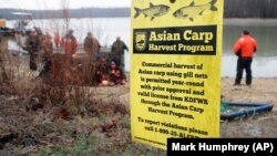 In this February 5, 2020, photo, wildlife officials take part in a roundup of Asian carp in Smith Bay on Kentucky Lake near Golden Pond, Kentucky.