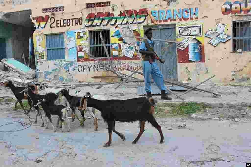 Goats walk down street in front of bullet-scarred building in Bakara Market, Mogadishu, Somalia. (VOA. P. Heinlein)