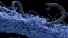 Vast, Zombie-like Microbial Life Lurks Beneath Seabed