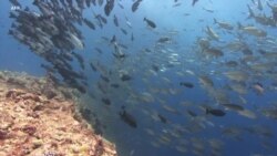 Organismos marinos en peligro