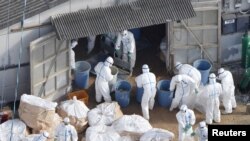 Jepang mengubur sejumlah ayam yang dimusnahkan setelah jenis flu burung yang sangat mematikan menyebar, 20 Desember 2016. (Foto: Kyodo via Reuters)