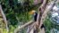 Burung Julang Sulawesi atau Rangkong di Taman Wisata Alam Bancea, Pamona Selatan Kabupaten Poso, Sulawesi Tengah. (Foto: BKSDA Sulawesi Tengah/Umi Fathoni)