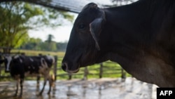 Cows remain in a corral at a dairy farm in San Silvestre, Barinas State, Venezuela, Nov. 28, 2018. 