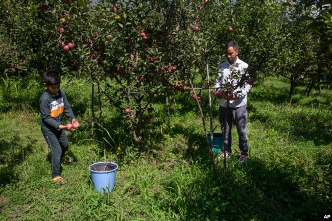 FILE - Kashmiris harvest apples at an orchard on the outskirts of Srinagar, Indian-controlled Kashmir, Tuesday, Sept. 8, 2020. (AP Photo/ Dar Yasin)