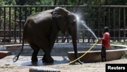 Un cuidador del zoológico rocía con un chorro de agua a Noor Jahan, una elefanta africana de 17 años, en el zoológico de Karachi, Pakistán, el 6 de abril de 2023. (ARCHIVO: REUTERS)