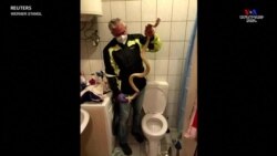 Ավստրալացի տղամարդուն իր իսկ տան զուգարանում խայթել է զուգարանակոնքից դուրս եկած օձը