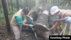 Bangkai gajah Sumatera yang ditemukan di kawasan konsensi hutan tanaman industri di Kabupaten Bengkalis, Riau, Selasa, 19 November 2019. (Courtesy: BBKSDA Riau). 