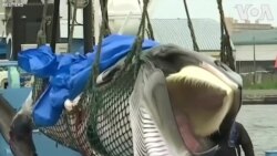 Nhật nối lại hoạt động đánh bắt cá voi