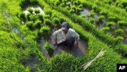 Myanmar farmer