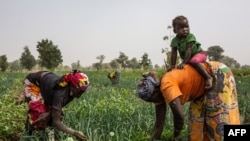 FILE - Women work at an onion field in Cameroon, March 7, 2020. Women gathered in Yaounde on June 23, 2021, to protest practices wives are expected to undergo when they lose their husbands. 