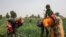 FILE - Women work at an onion field in Cameroon, March 7, 2020. Women gathered in Yaounde on June 23, 2021, to protest practices wives are expected to undergo when they lose their husbands. 