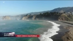 Ježevi poremetili morski ekosistem u Kalifoniji