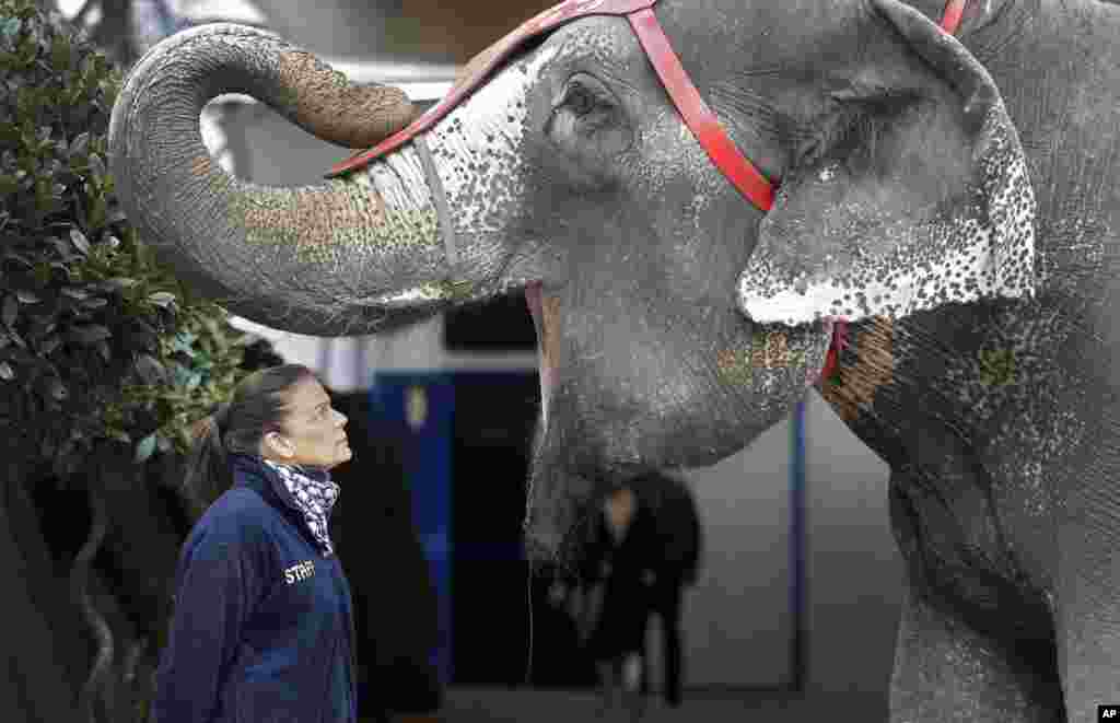 Princess Stephanie of Monaco poses with an elephant during the presentation of the 39th Monte-Carlo International Circus Festival.