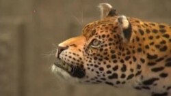 Robot Leopard Draws Attention to Big Cat Conservation