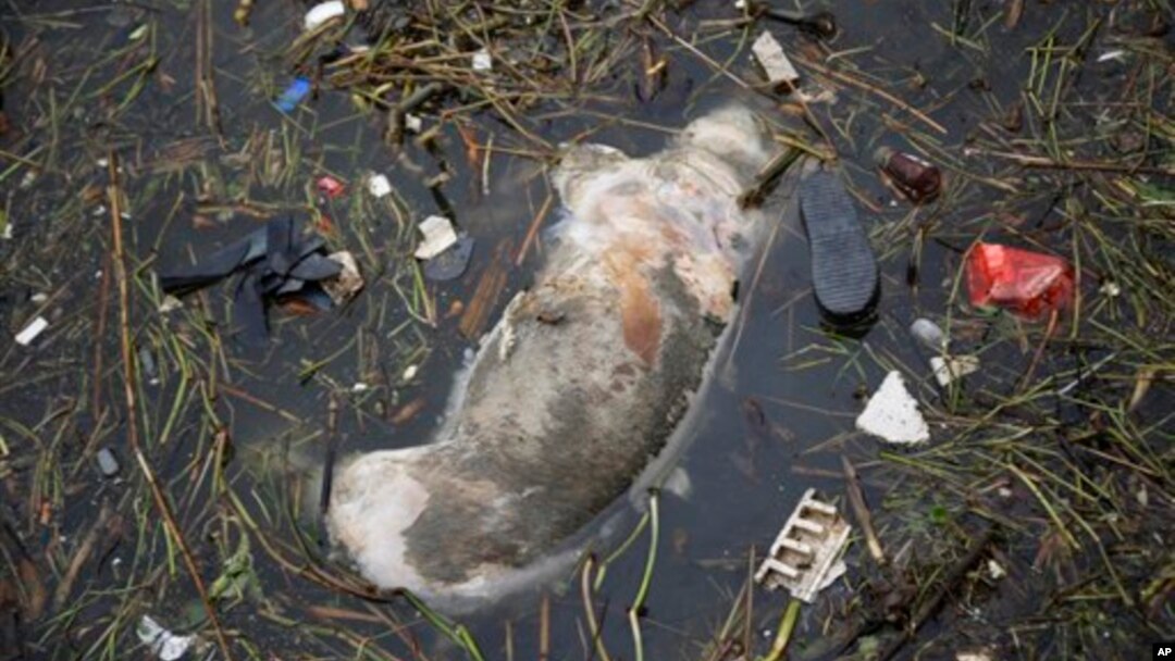 漂入上海郊区的死猪