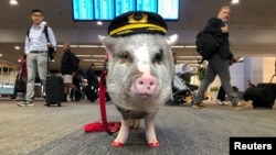 LiLou the therapy pig