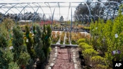 Potted trees and shrubs are for sale on the grounds of a nursery, April 24, 2020, in Cranberry Township, Pa. Some garden centers remain shuttered under a statewide March 19 order for "non-life-sustaining" businesses to close.