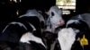 Sejumlah sapi perah tampak berada di sebuah peternakan di Rockford, Illinois, pada 9 April 2024. (Foto: Reuters/Jim Vondruska)