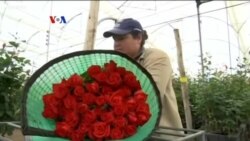Impor Mawar untuk Valentine Tak Terdampak Shutdown