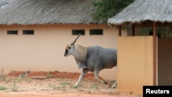 Um gnu no Parque Nacional da Kissama, 9 de Novembro de 2008