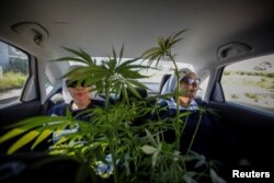 Members of Sisters of the Valley transport a cannabis plant, on the outskirts of a village in central Mexico, September 3, 2023. (REUTERS/Raquel Cunha)