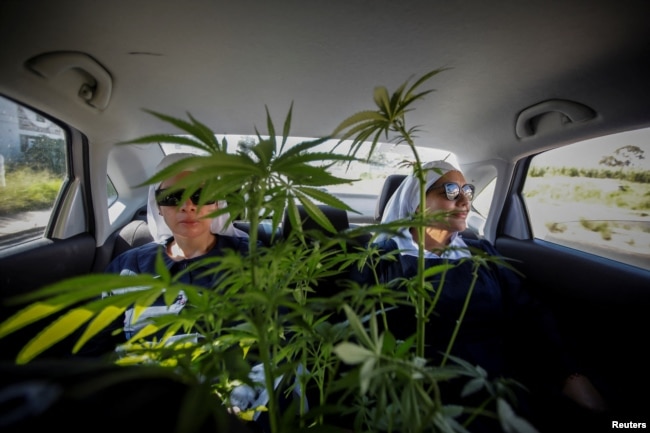 Members of Sisters of the Valley transport a cannabis plant, on the outskirts of a village in central Mexico, September 3, 2023. (REUTERS/Raquel Cunha)