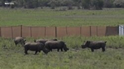 Երեսուն վտանգված սպիտակ ռնգեղջյուրներ են ժամանել Ռուանդա Հարավային Աֆրիկայից երկար ճանապարհորդությունից հետո Boeing 747-ով