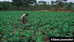 Crops in Zimbabwe