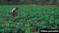 A representative of the Ministry of Lands says this is a serious cause for concern as Zimbabwe needs diligent farmers that can feed the nation. (File Photo)