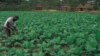 Member of the Parliamentary Portfolio Committee on Land, Sam Siphepha Nkomo, says the most effective way of re-addressing the land redistribution program is through setting up an independent committee to look into the land reforms. (Photo: Courtesy Image)