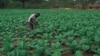 Mugabe Appeals for Help in Funding Agriculture Sector