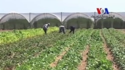 İşgücüne İhtiyaç Duyan ABD'li Çiftçinin Umudu Göçmenlik Reformunda