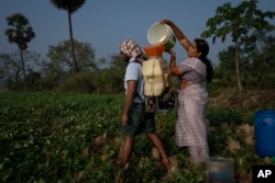 Meerabi Chunduru, an avid practitioner and advocate of natural farming techniques, pours natural pesticide into a sprayer carried by a worker at her farm in Aremanda village in Guntur district of southern India's Andhra Pradesh state, Sunday, Feb. 11, 2024. (AP Photo/Altaf Qadri)