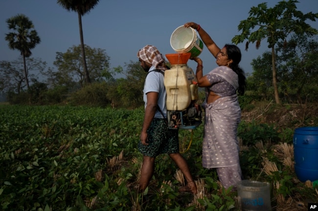 Meerabi Chunduru, an avid practitioner and advocate of natural farming techniques, pours natural pesticide into a sprayer carried by a worker at her farm in Aremanda village in Guntur district of southern India's Andhra Pradesh state, Sunday, Feb. 11, 2024. (AP Photo/Altaf Qadri)