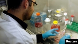 Many researchers around the world have been experimenting with stem cell therapy. Here, Xavier Nissan seen in his laboratory at the Institute for Stem cell Therapy and Exploration near Paris, 2009. (REUTERS/Gareth Watkins)