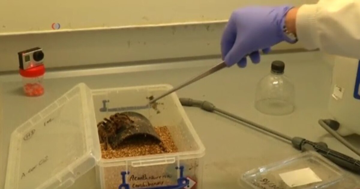 Vendenum A Laboratory Turns Deadly Insect Venom into Medicine
