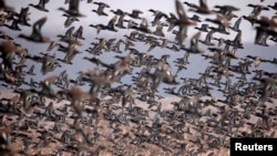 FILE - A flock of Common Teal fly across a wetland on a winter day on the outskirts of Srinagar on January 22, 2018. (REUTERS/Danish Ismail/File Photo)