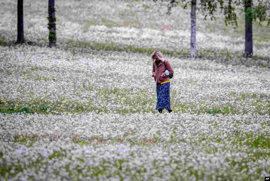 A woman walks in a small park covered with dandelions in Frankfurt, Germany.