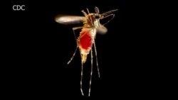 To Fight Zika, Scientists Target Mosquitoes