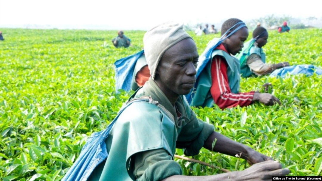 Bamwe mu Barimyi b'Icayi mu Burundi